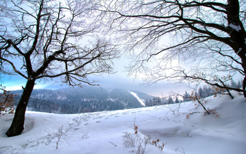 Zdjęcie w scenerii zimowej. Ujęcie pól i drzew.