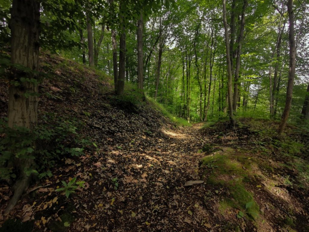 Zdjęcie ścieżki w lesie. W tle drzewa. Panuje półmrok