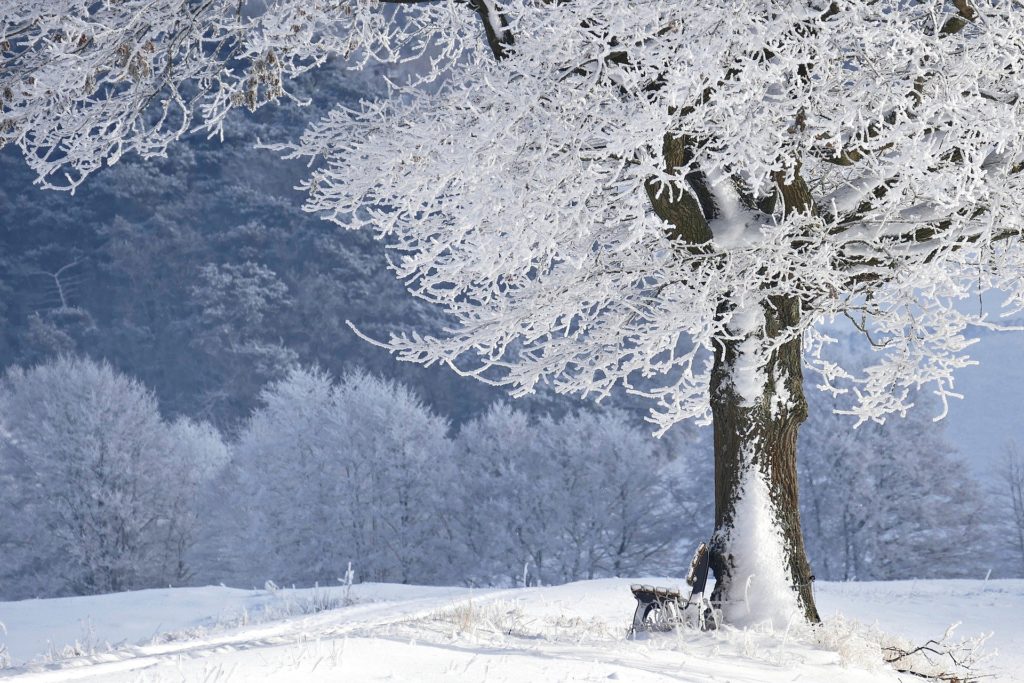 zimowy krajobraz. po prawej stronie drzewo zaszronione. na ziemi leży śnieg. w tle góry z ośnieżonymi drzewami.