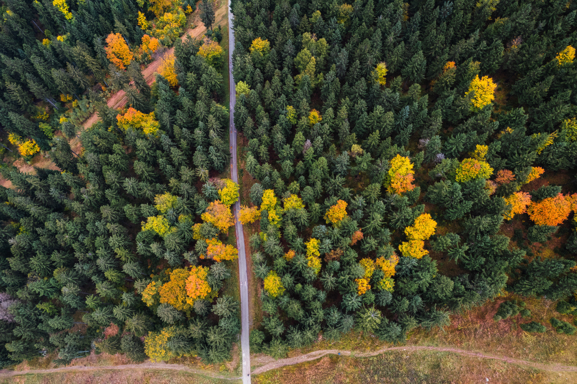 Widok z góry na las jesienią. Kolory drzew od ciemno zielonych przez pomarańczowe do żółtych malują krajobraz.