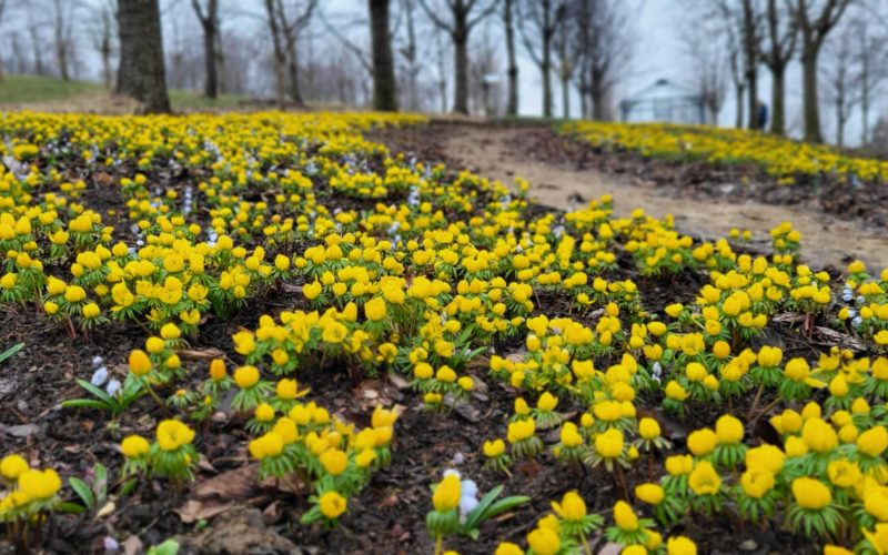 zdjęcie ścieżki w arboretum z wiosennymi kwiatami