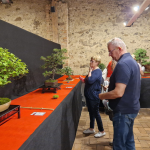 wystawa bonsai