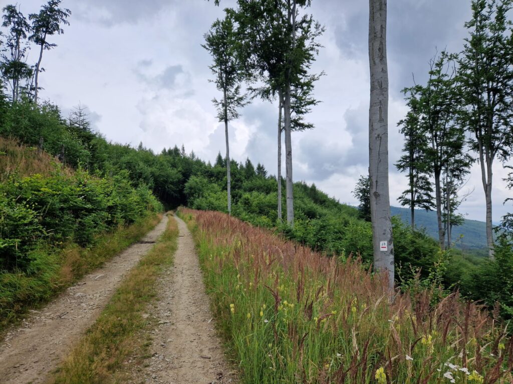 droga w górach i drzewa