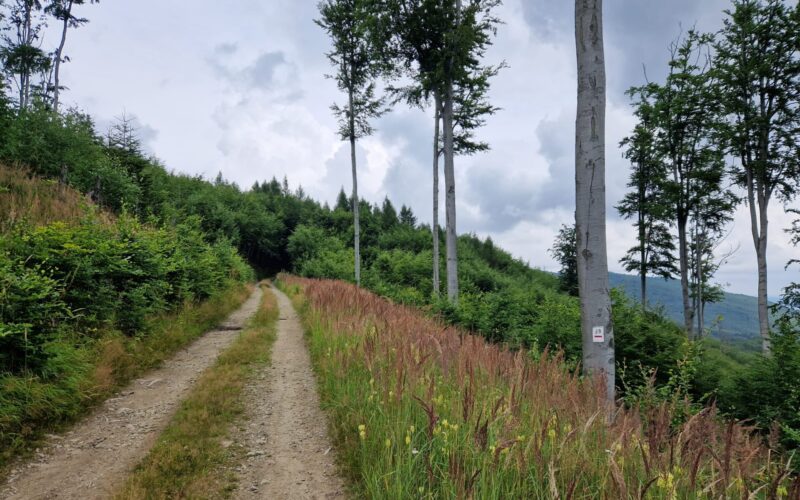 droga w górach i drzewa