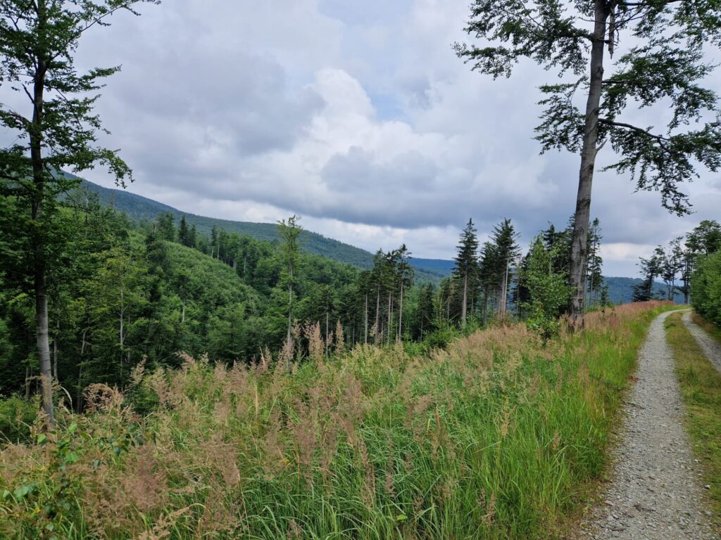 widok na góry i drzewa