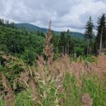 widok z traw na góry i drzewa