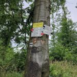 drzewo z drogowskazami Wigancicka Polana