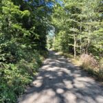 widok na drogę górską w lesie