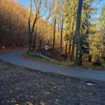 droga asfaltowa zakręt, wokół drzewa w jesiennych barwach