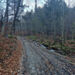 droga w lesie, wzdłuż niej strumień