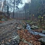 droga w lesie, wzdłuż niej strumień