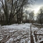 pomnik z daleka, widok placu i wokół drzewa