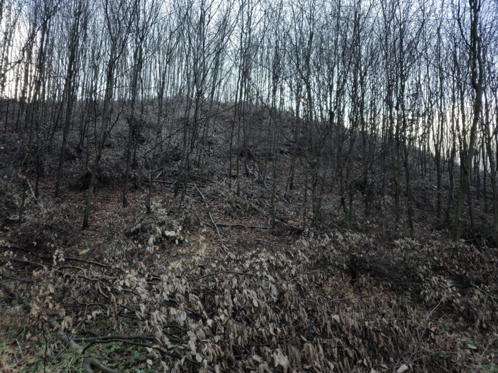 drzewa, na ziemi liście, miejsce dawnej skoczni