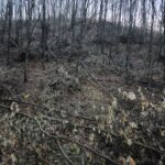 drzewa, na ziemi liście, miejsce dawnej skoczni