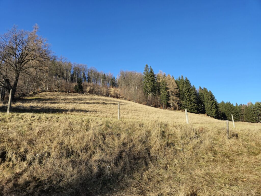widok na wzniesienie powyżej polany, gdzie w lesie znajdują się pozostałości skoczni