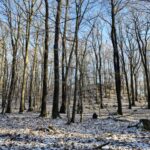 widok z oddali na wzgórze kolec porośnięte drzewami