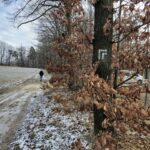 trasa zielony szlak oznaczenie na drzewie