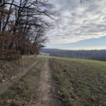 droga polna wzdłuż lasu