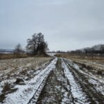 widok z drogi polnej na drzewa otaczające kapliczkę