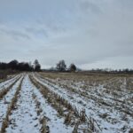 widok od strony głównej drogi na pola, gdzie za drzewami w oddali znajduje się kapliczka