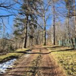 droga między drzewami, pozostałości śniegu