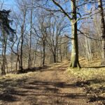 droga między drzewami, na drzewie oznaczenie czerwone ścieżki