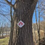 oznaczenie ścieżki z bliska, biała strzałka na czerwonym rombie