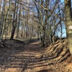 widok na polną ścieżkę między drzewami