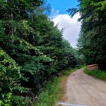 zdjęcie przedstawia las, ścieżkę i serce z chmur na niebie