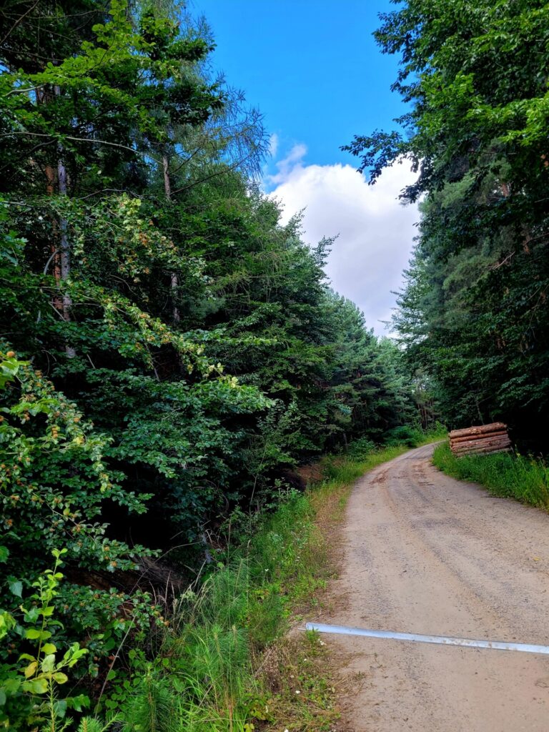 Miejsce I: Małgorzata Kubicka, las w Ligocie Wielkiej