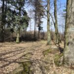 widok na ścieżkę w lesie, na drzewie oznaczenie zielonego szlaku