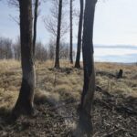 widok na płaskie grodzisko, na nim pojedyncze drzewa