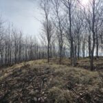 widok od tyłu na wał otaczający grodzisko