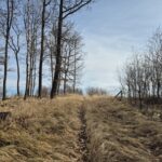 widok z drogi prowadzącej na grodzisko, na szczycie trawy i pojedyncze drzewa