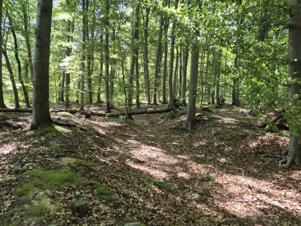widok na rów pomiędzy drzewami