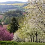 arboretum zieleń i kwiaty