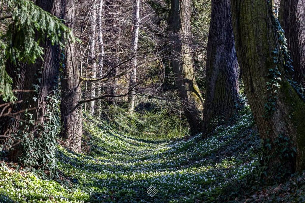arboretum kwiaty między drzewami